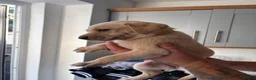 Labrador Retriever dogs for sale: 6 KC Registered Labrador Pups 3 Left !! - Advert 24