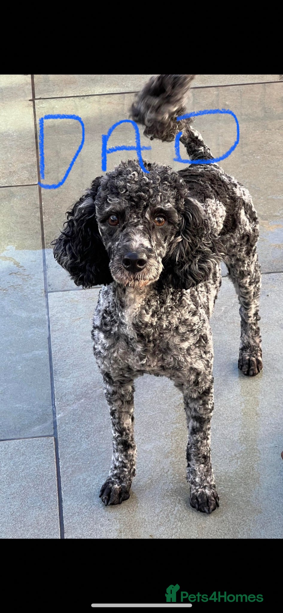 Cockapoo dogs Stunning 😍 Cockapoo F1 puppies for sale  - Advert 2
