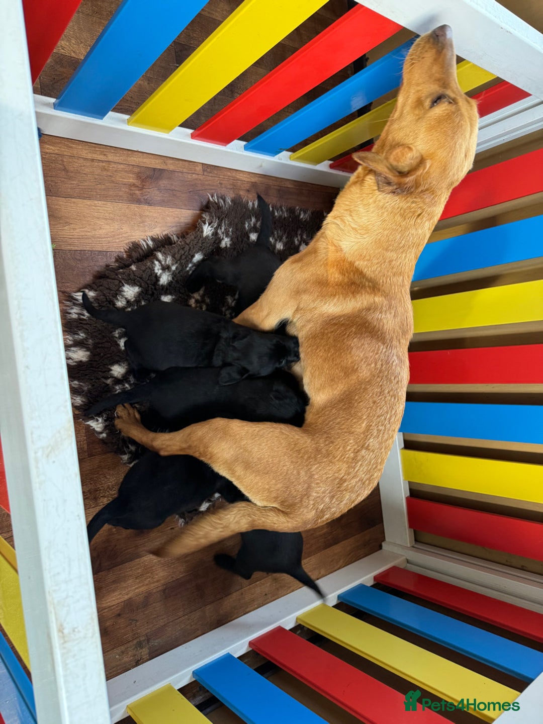Labrador Retriever dogs for sale: 6 beautiful pedigree Labrador puppies - Image 1