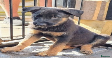 German Shepherd dogs - Advert 2