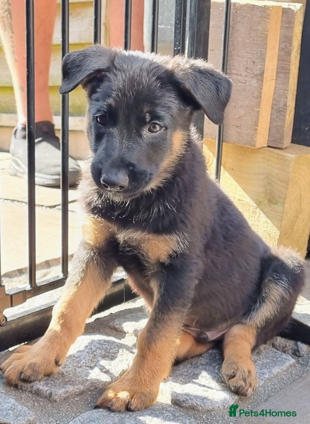 German Shepherd dogs for sale: Working German Shepherd puppies  - Image 2