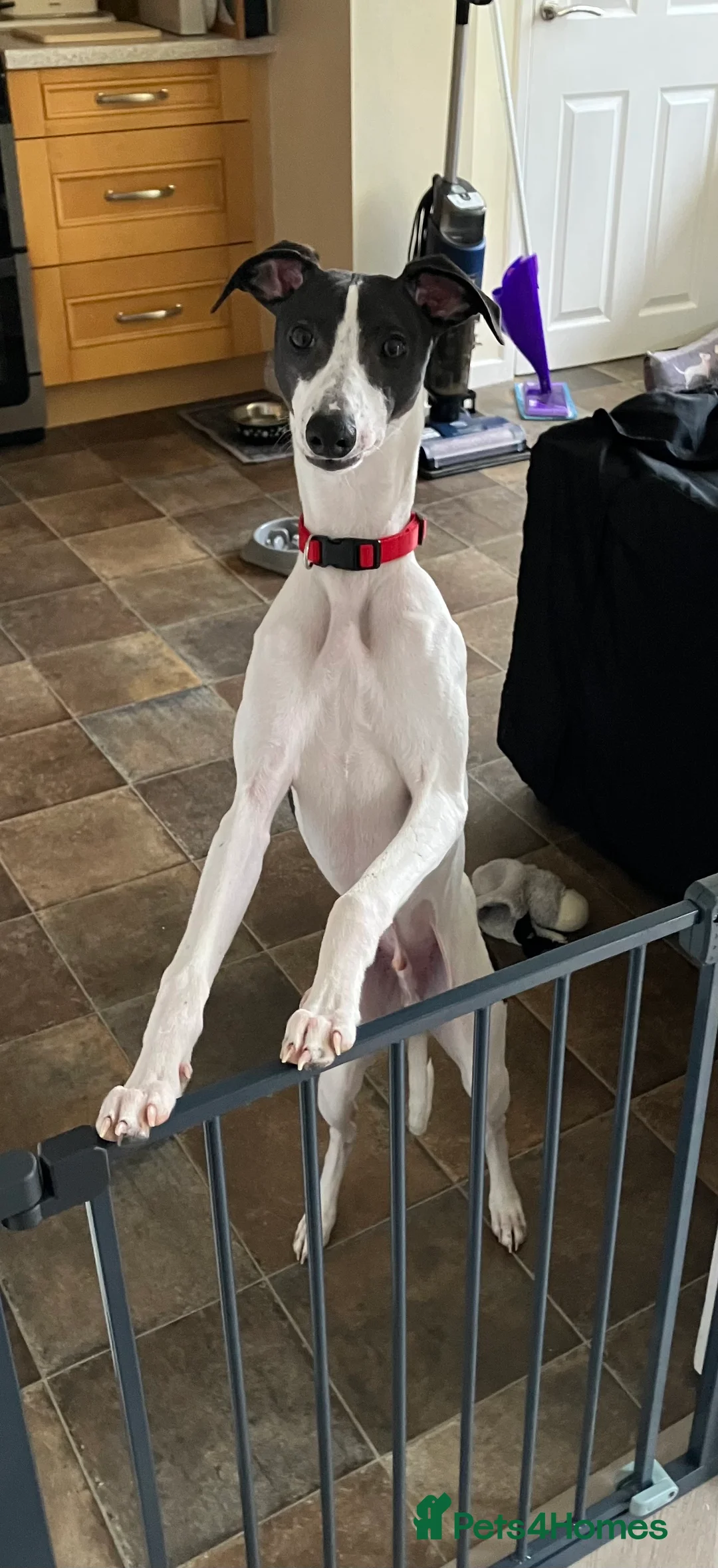 Whippet dogs for sale: Whippet puppy - 7 months - Advert 4