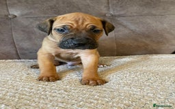 Cane Corso dogs for sale: Gorgeous cane corso - Image 1