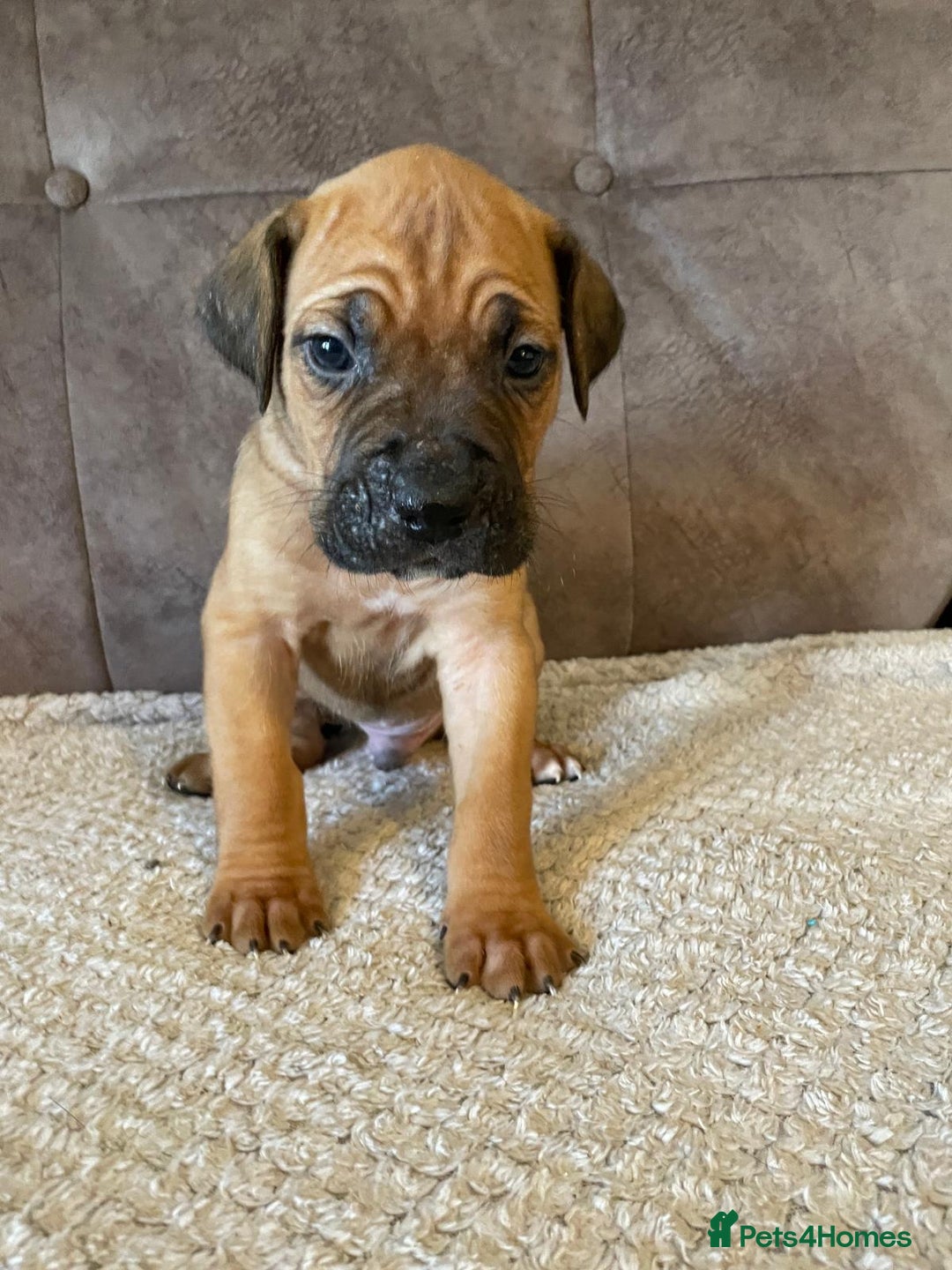 Cane Corso dogs for sale: Gorgeous cane corso - Image 1