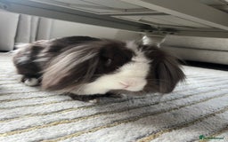 Lionhead rabbits for sale: X2 rabbits for sale - Image 1