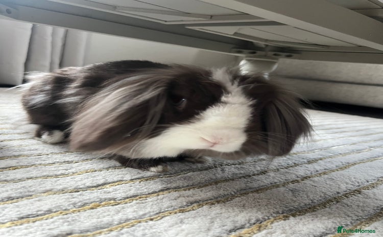 Lionhead rabbits - Advert 1