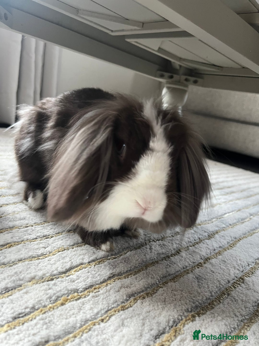 Lionhead rabbits for sale: X2 rabbits for sale - Image 1