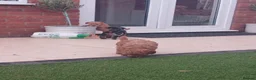 Labradoodle dogs for sale: Miniature labradoodle girls - Advert 5