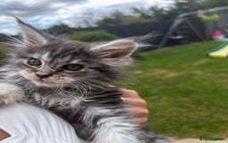 Maine Coon cats for sale: Maine coon kittens  - Image 19