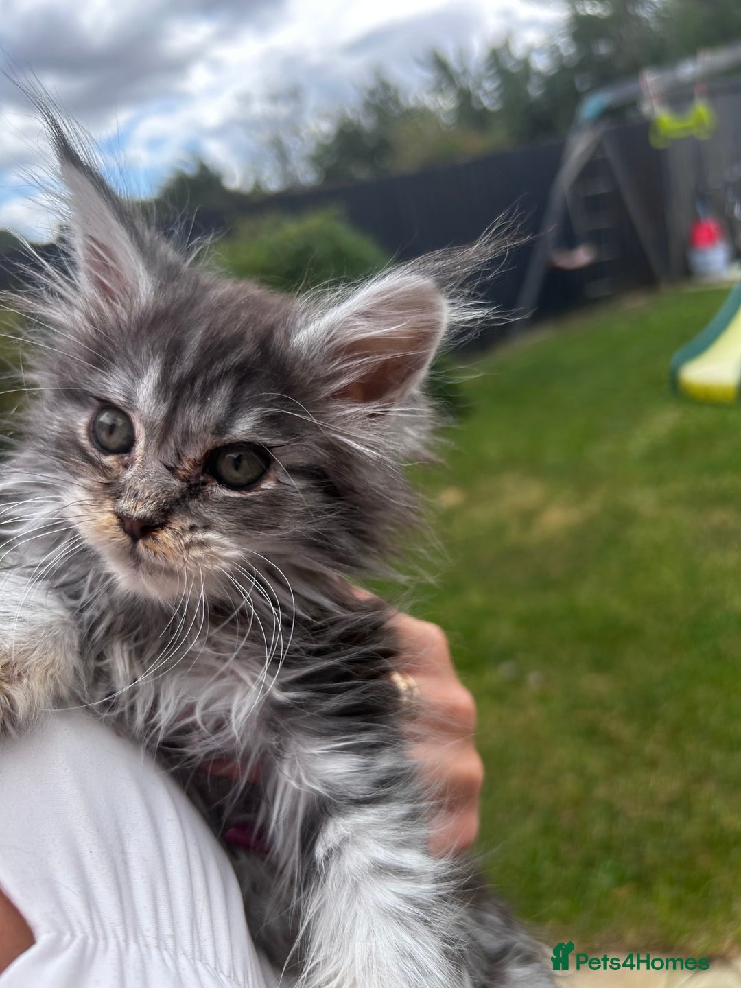 Maine Coon cats for sale: Maine coon kittens  - Image 19