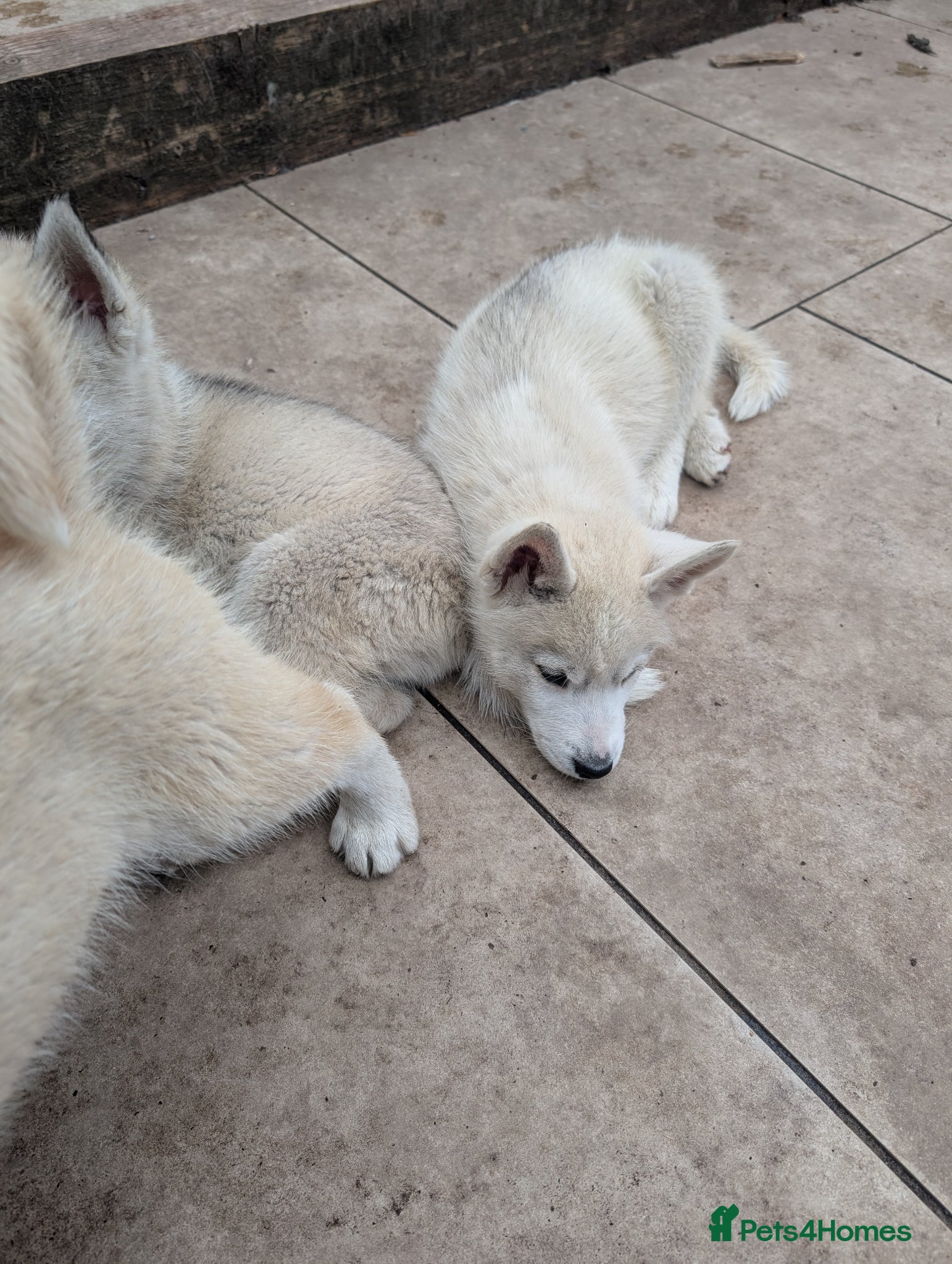 Siberian Husky dogs for sale: Siberian Husky puppies - Advert 29