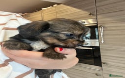Mixed Breed dogs for sale: Chihuahua cross terrier puppies  - Image 7