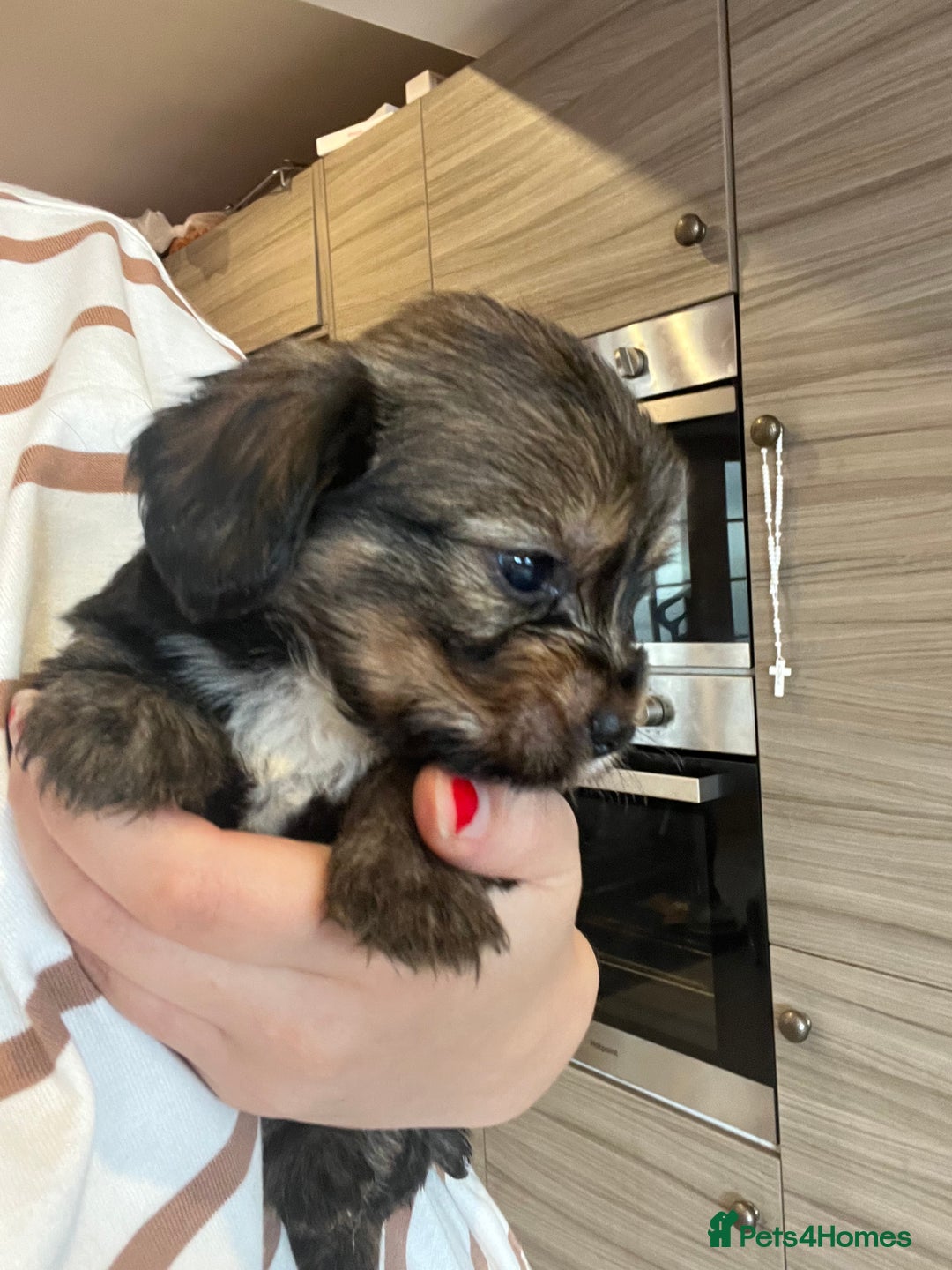 Mixed Breed dogs for sale: Chihuahua cross terrier puppies  - Image 7