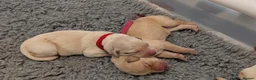 Mixed Breed dogs for sale: Beautiful Golden Labradoodle Doubledoodle Puppies in Nantwich - Advert 18