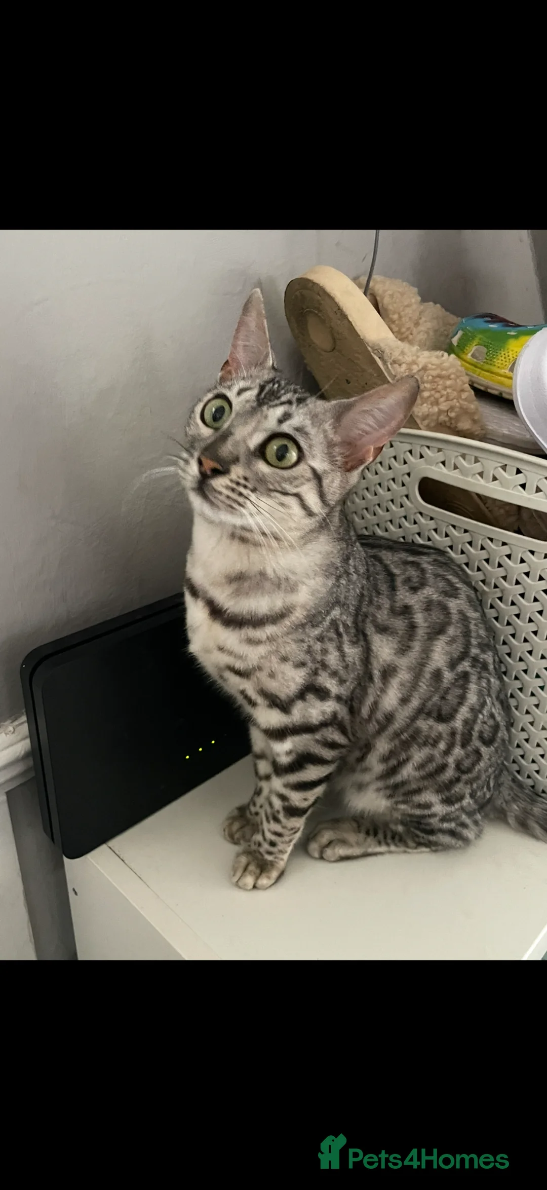 Mixed Breed cats for sale: Adorable Bengal x Maine coon Kittens  - Advert 2