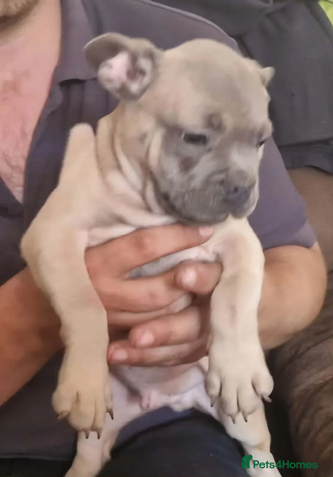 Frug dogs for sale: Beautiful litter 4 remaining in Plymouth - Advert 10