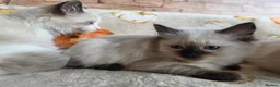 Ragdoll cats for sale: Pure Ragdoll Kittens  - Advert 5
