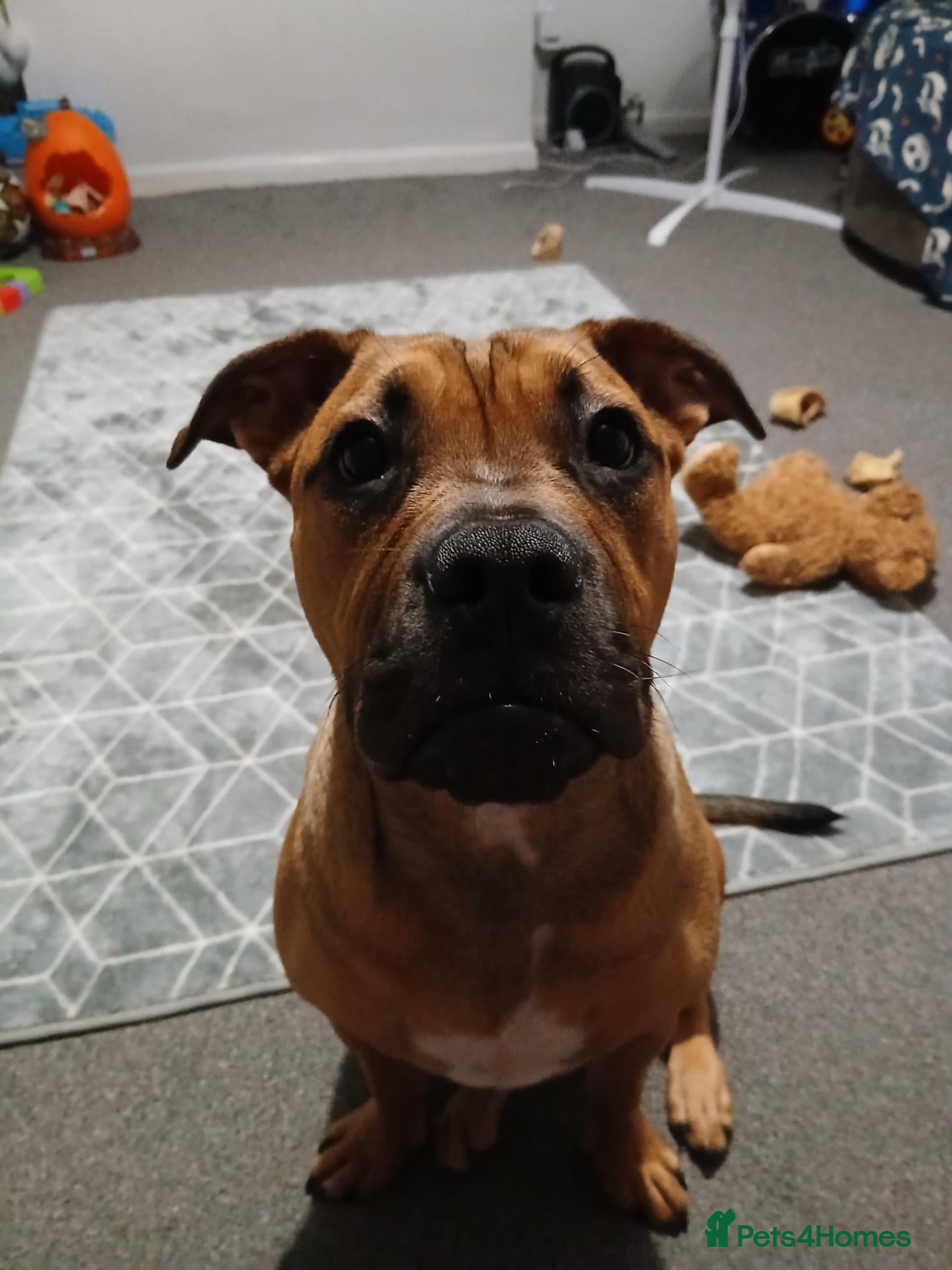 Mixed Breed dogs (Ziggy) victorian bulldog  - Advert 10