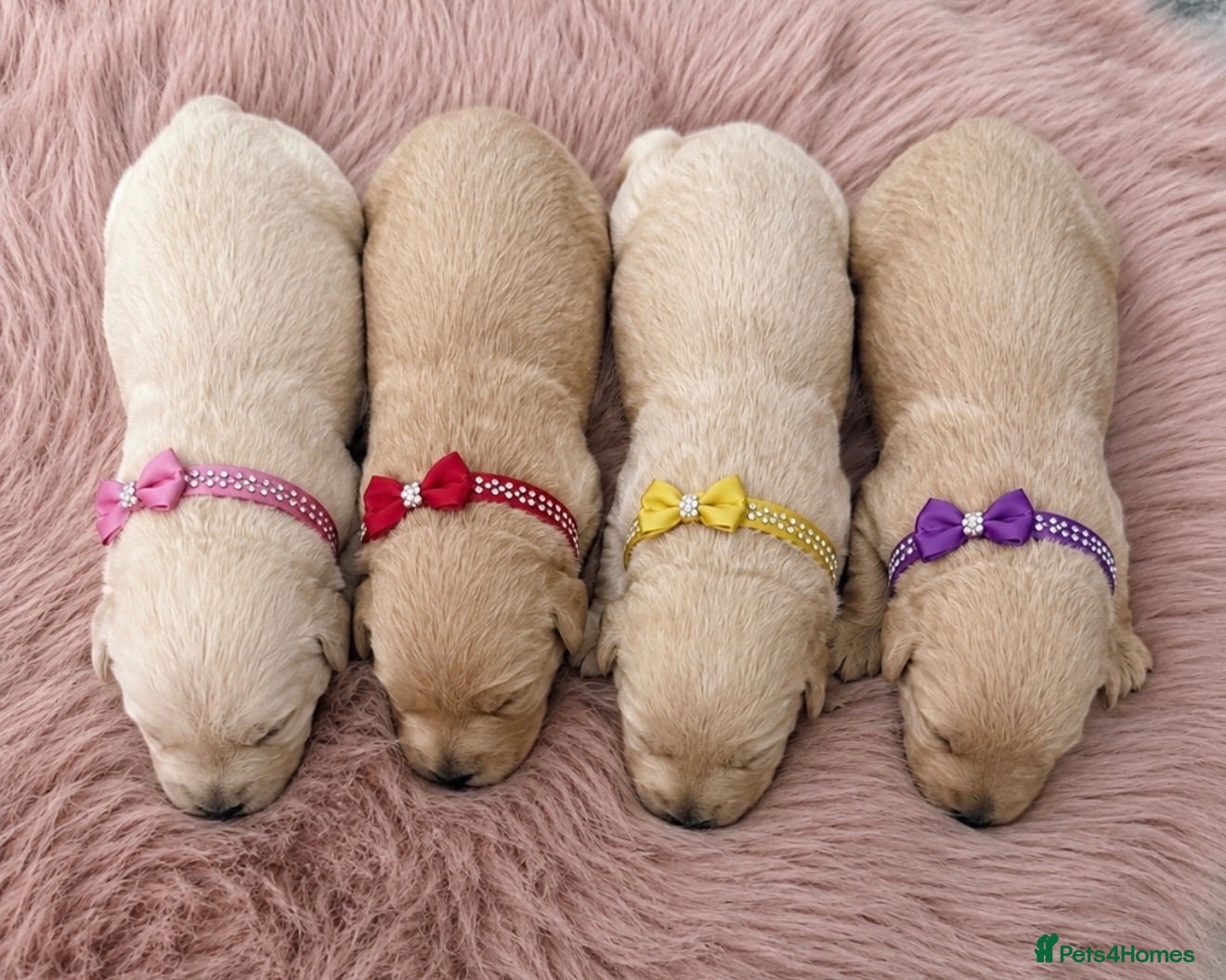 Westiepoo dogs Stunning Westiepoo’s From Health Tested Parents 🧬 - Advert 2