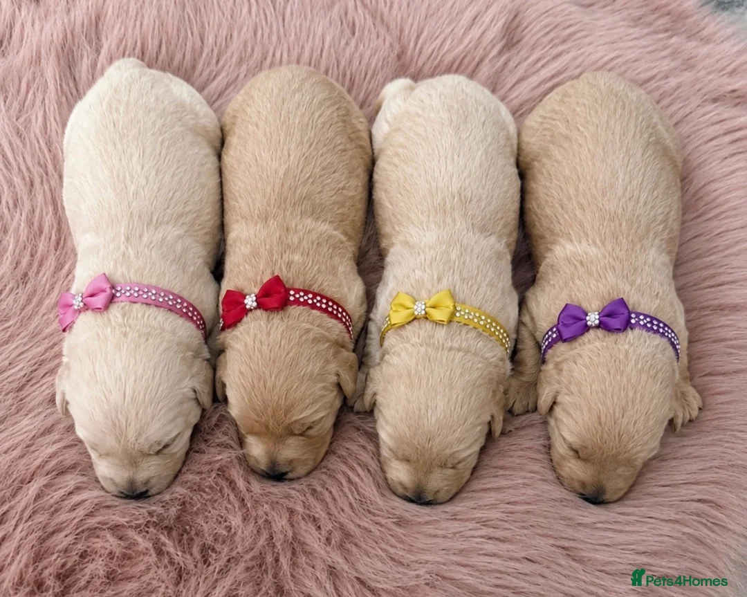Westiepoo dogs for sale: Stunning Westiepoo’s From Health Tested Parents 🧬 - Advert 2