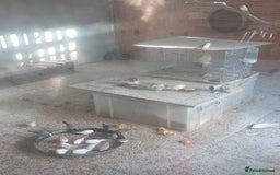 Canaries birds for sale: Canaries - £20 each - Advert 4