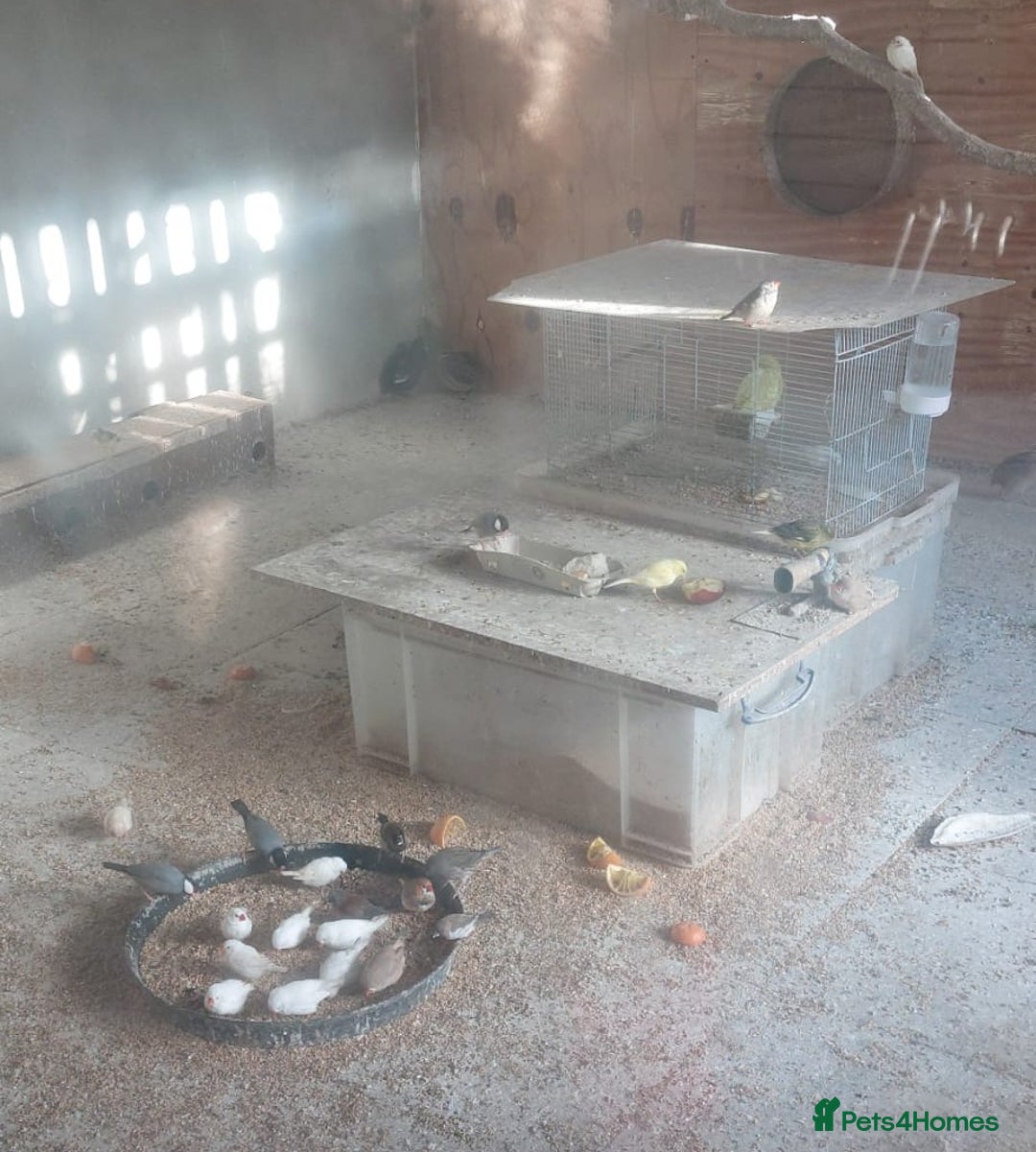 Canaries birds for sale: Canaries - £20 each - Advert 4