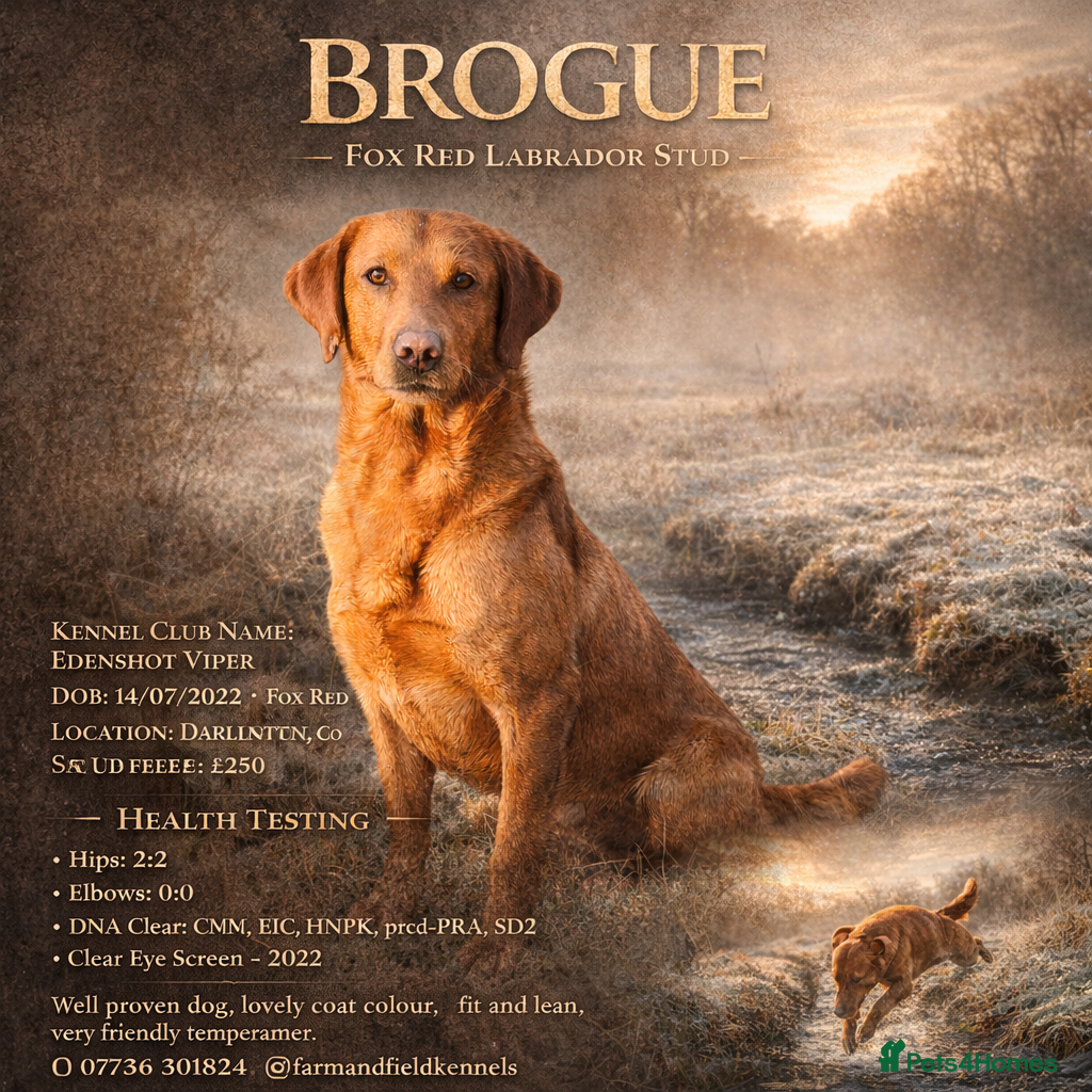 Labrador Retriever dogs Health clear,hip scored,KC Red Labrador for stud - Advert 10