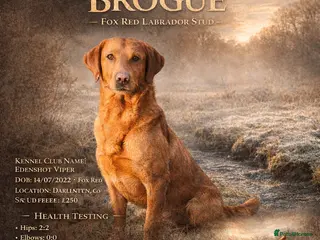 Labrador Retriever dogs Health clear,hip scored,KC Red Labrador for stud - Advert 10