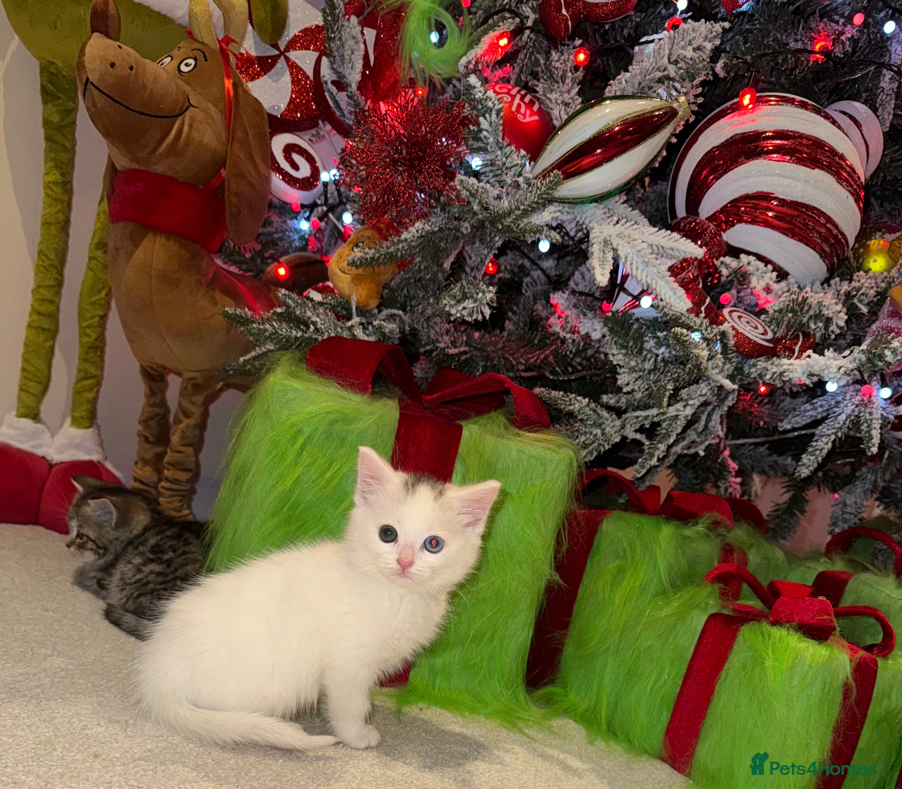 Mixed Breed cats Gorgeous blue and green eyed white kitten - Advert 1