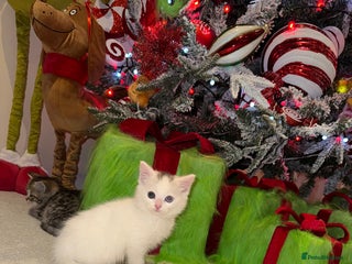 Mixed Breed cats Gorgeous blue and green eyed white kitten - Advert 1