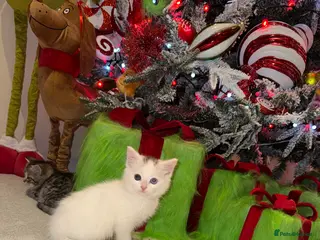 Mixed Breed cats Gorgeous blue and green eyed white kitten - Advert 6