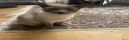 Mixed Breed cats for sale: 2 boys for rehoming  - Advert 1