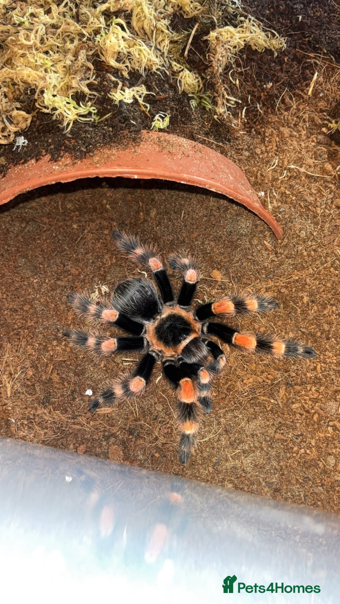 Tarantulas invertebrates beautiful mexican red knee tarantula (female) - Advert 12
