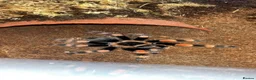 Tarantulas invertebrates for sale: beautiful mexican red knee tarantula (female) in St Albans - Advert 1