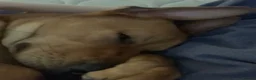 Mixed Breed dogs for sale: Lurcher x Rottweiler  - Advert 3