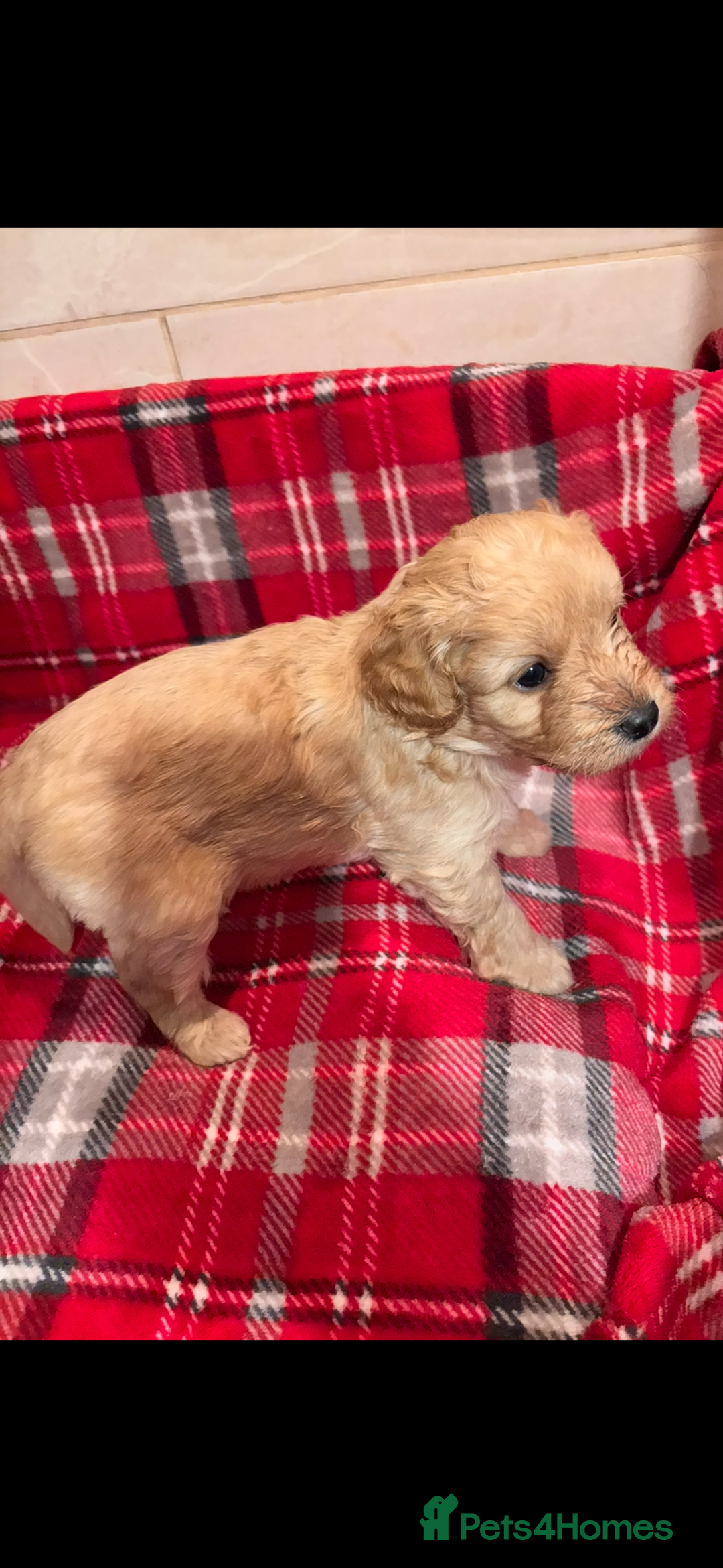 Bordoodle dogs for sale: Beautiful Bordoodle Puppies  - Advert 3