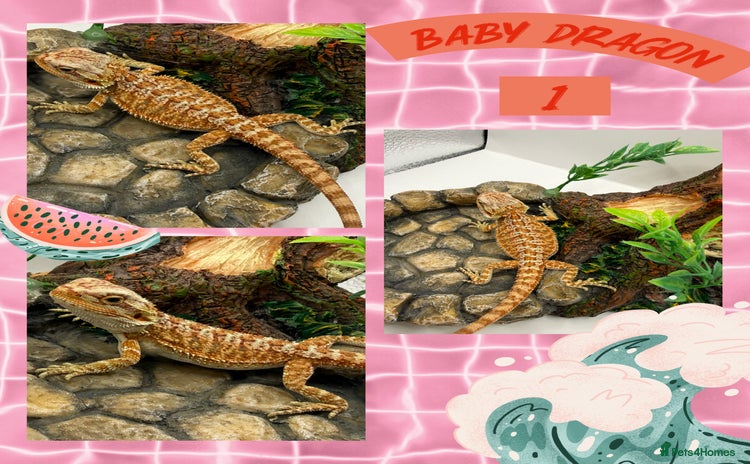 Bearded Dragon reptiles - Advert 9