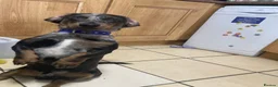 Dachshund dogs for stud: Dachshund for stud 25£ deposit r in Burnley - Advert 9