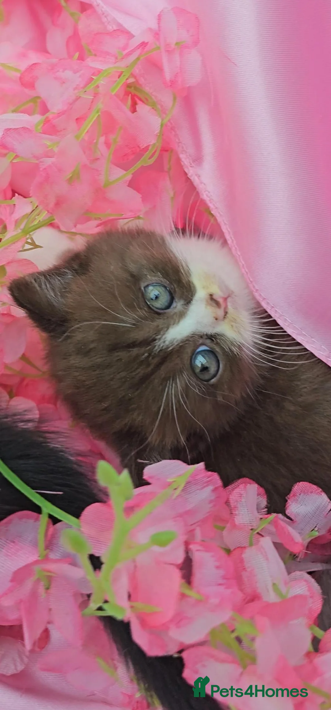 British Shorthair cats for sale: Beautiful GCCF kittens. - Advert 2