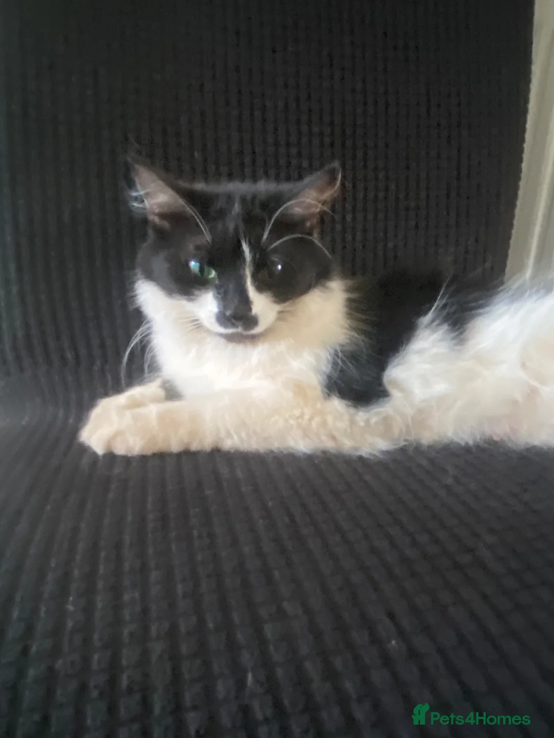 Mixed Breed cats for sale: Beautiful, friendly kittens looking for new home - Advert 8