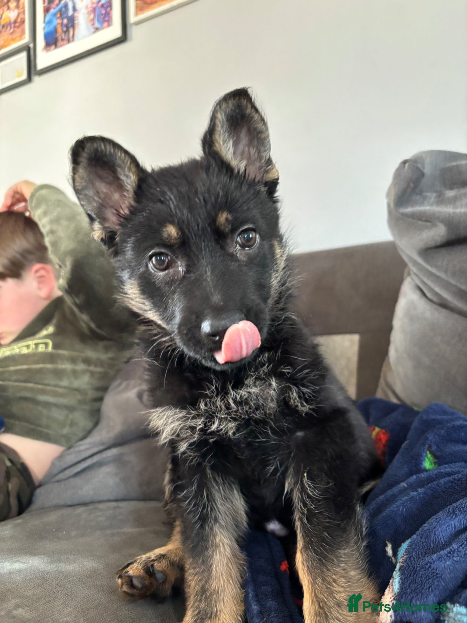 German Shepherd dogs The unwanted puppy - Advert 17