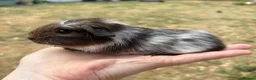 Guinea Pig rodents for sale: Beautiful baby guinea pigs. Funky, roan & crested - Advert 4