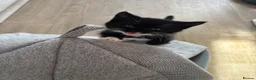 American Shorthair cats for sale: Last loving girl ready for her forever home  - Advert 6