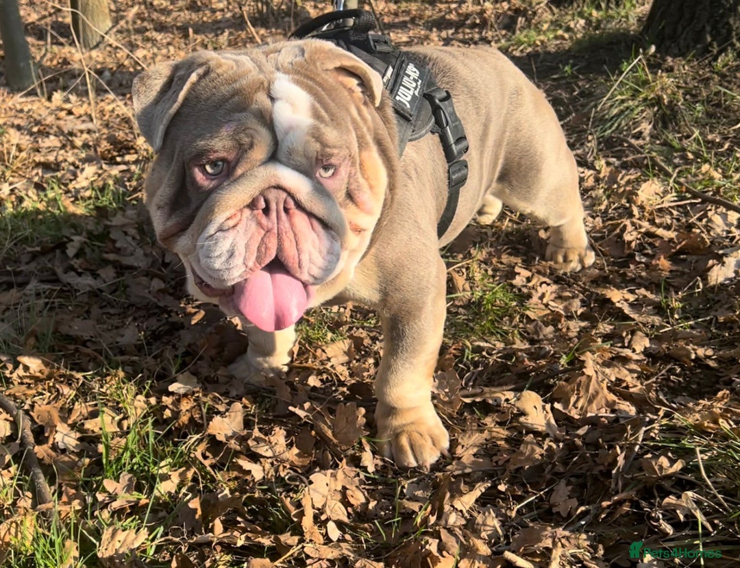 English Bulldog dogs for stud: Dog for stud in Dagenham - Advert 4
