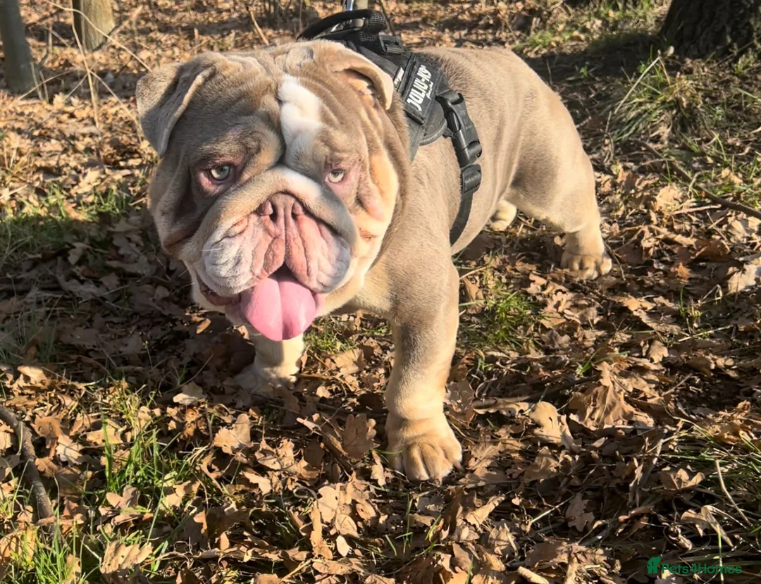 English Bulldog dogs for stud: Dog for stud in Dagenham - Advert 4