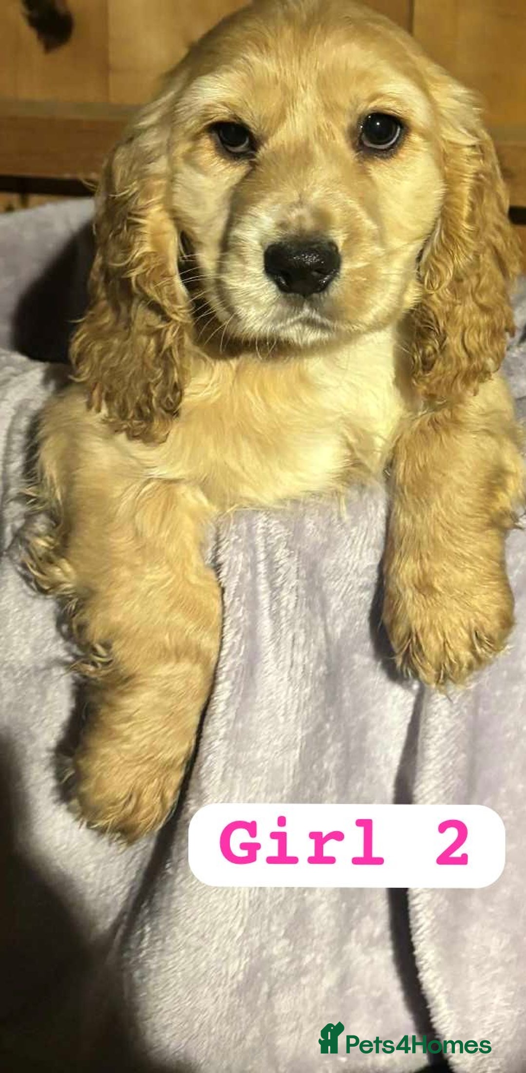 Cocker Spaniel dogs for sale: Cocker spaniel  - Advert 4