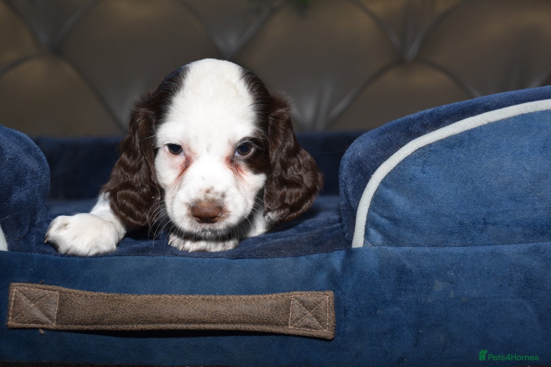 Cocker Spaniel dogs for sale: Kc Reg Health Tested Cocker Spaniel Puppies - Advert 9