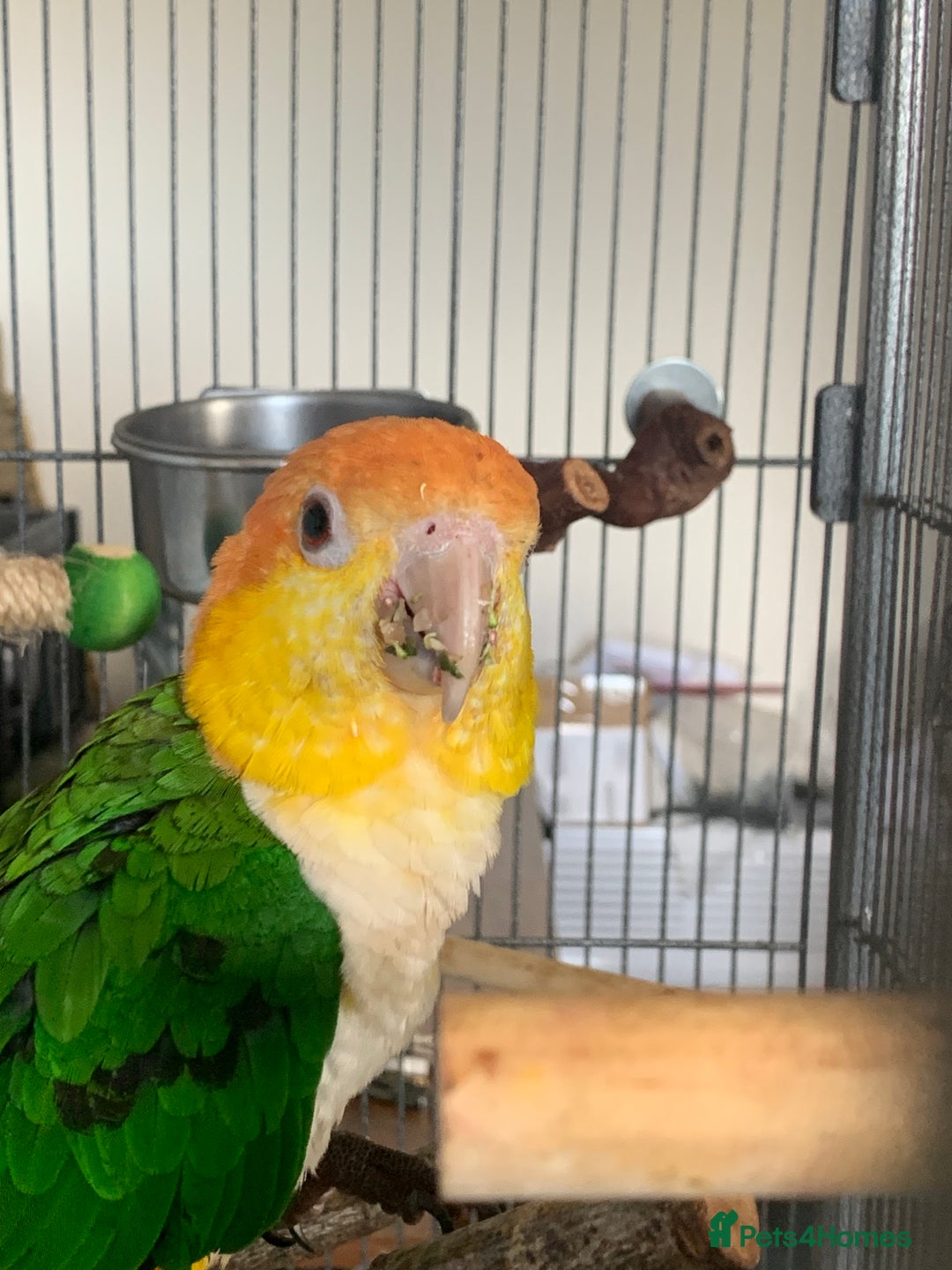 Parrots birds for sale: Caique  - Image 2