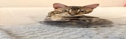 Bengal cats for sale: Friendly & Sociable Bengal Male Kitten  in London - Advert 12