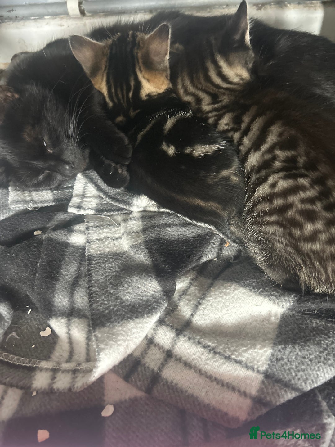 Mixed Breed cats for sale: Beautiful male tabby - Image 3